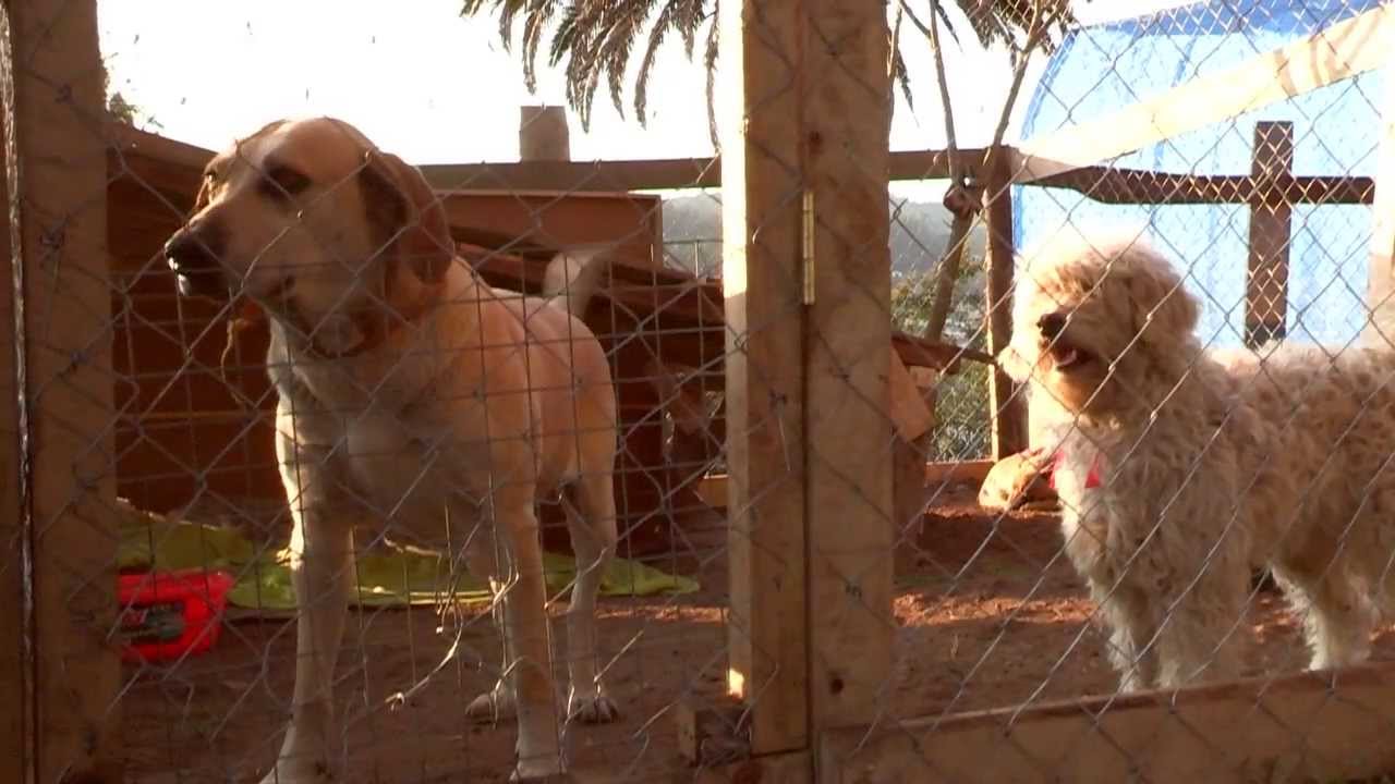 Donde adoptar perros en Cadiz