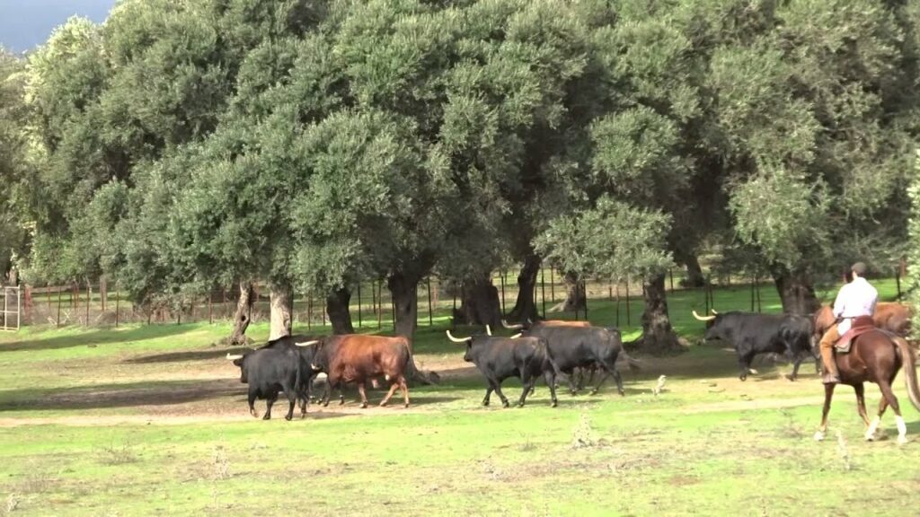 Ganaderías de toros bravos en la provincia de Cadiz