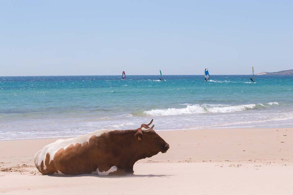 Toros en playas de Cadiz